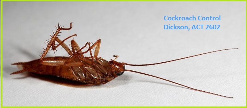 Cockroach Control Dickson, ACT