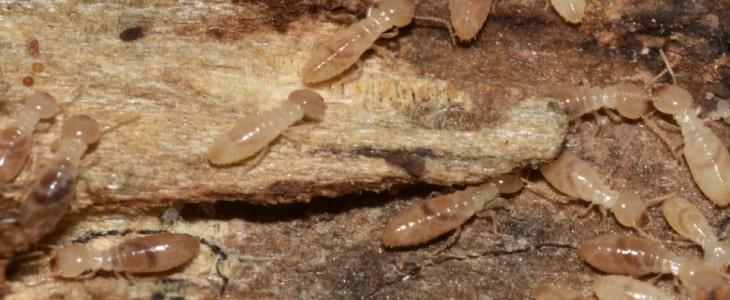 Termite Control Dickson